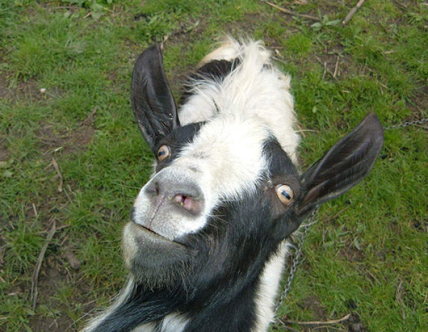  Funny  Goat  Photobombs Damn Cool Pictures 