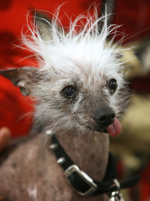 20 Ugliest Dogs Ever ~ Damn Cool Pictures