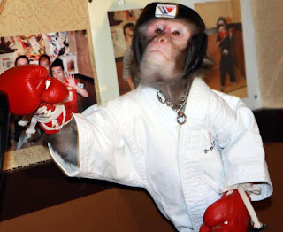 boxer monkey 01 Anggota DPR Main Pukul Kisah Pujio Dianiaya Hingga Ditolong Marinir di Pinggir Jalan Kwitang