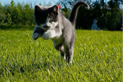 blind_kitty_jack_04.jpg