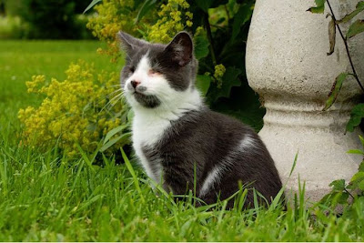 blind_kitty_jack_02.jpg