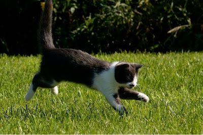 blind_kitty_jack_01.jpg