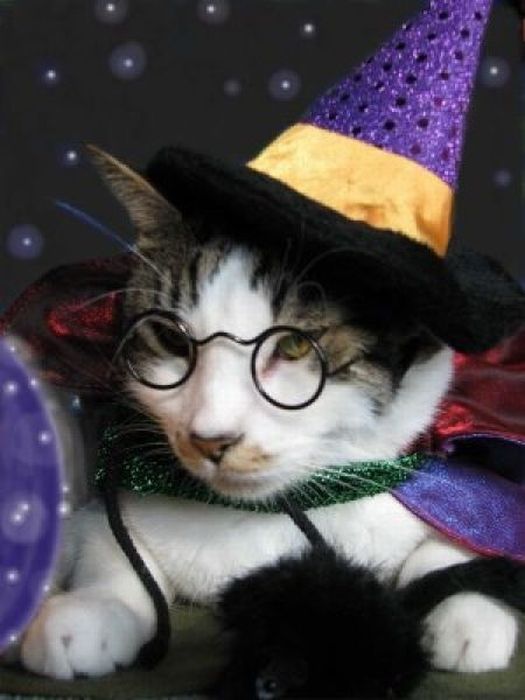 harry_potter_pets_17.jpg