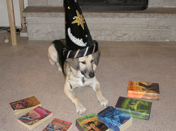 harry_potter_pets_04.jpg