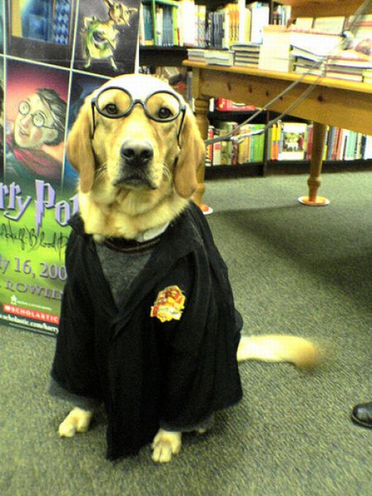 harry_potter_pets_02.jpg