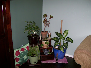 My Green Corner