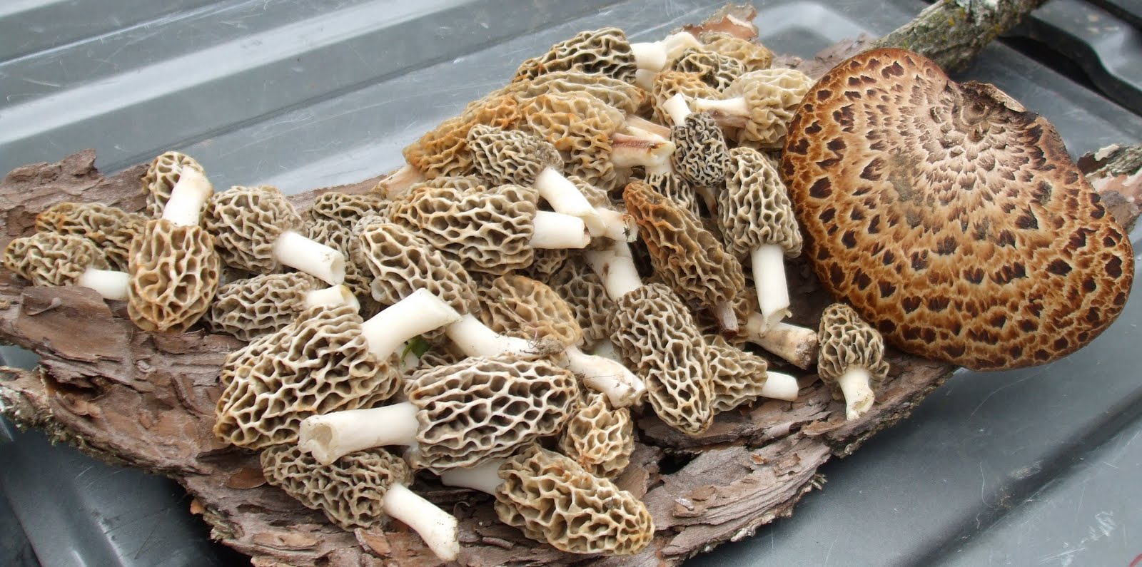 Harmony Valley Farm Richard's first morels of the season