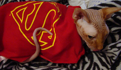 Adventures of A Naked Cat: Nofuratu Goes Trick-or-Treating