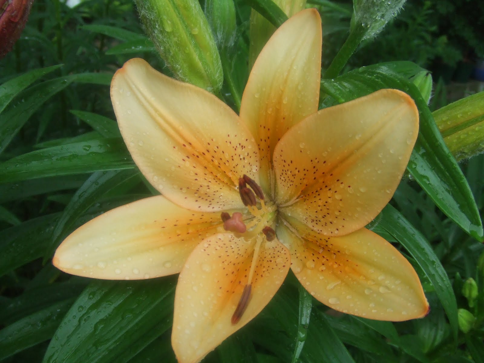 The Suburban Gardener Early Blooming Lilies