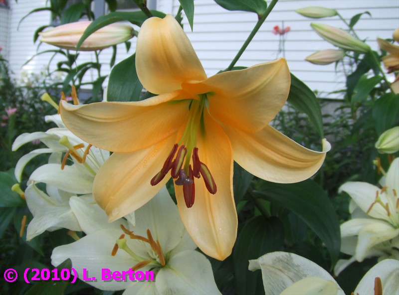 The Suburban Gardener: Orienpet Lily Orania