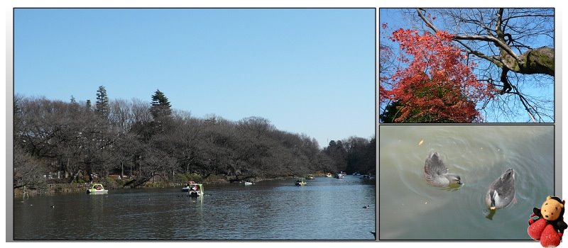 猫があなたに愛していると伝える 8 つのかわいい方法