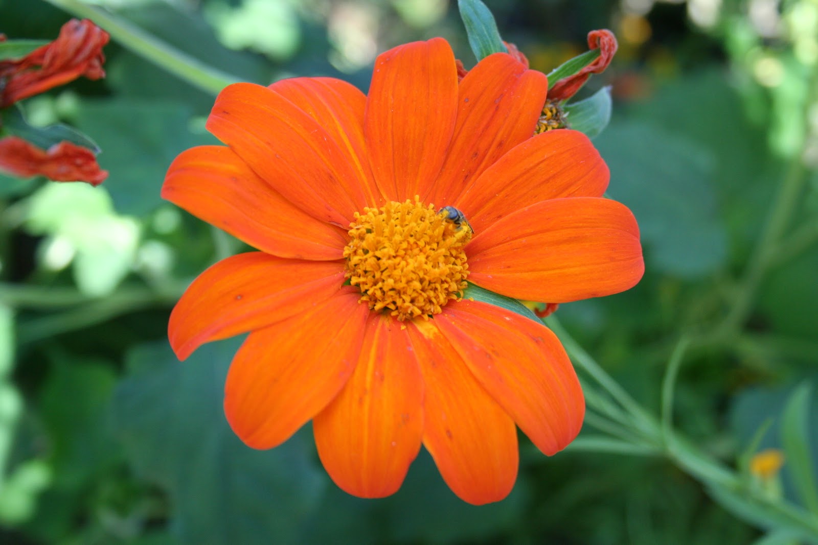 Milkweed Gardens Places The Butterfly Garden at Harry P. Leu Gardens