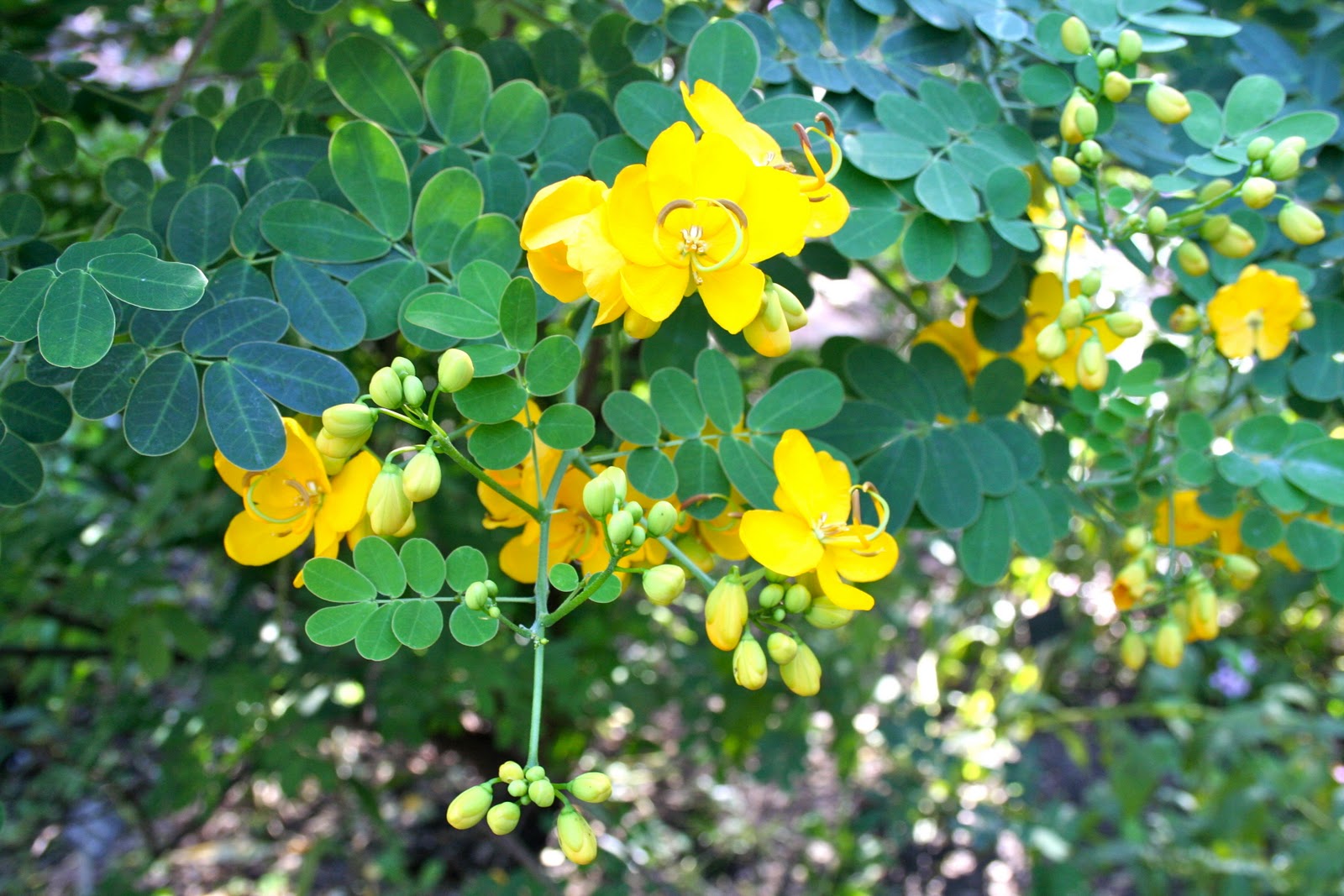 Milkweed Gardens Places The Butterfly Garden at Harry P. Leu Gardens