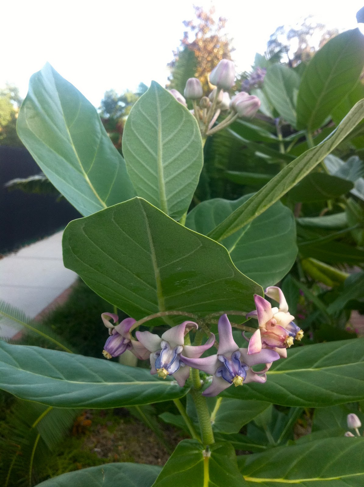 Milkweed Gardens GIANT Milkweed