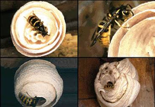 Naturaleza asombrosa, maravillas naturales: 04-dic-2010