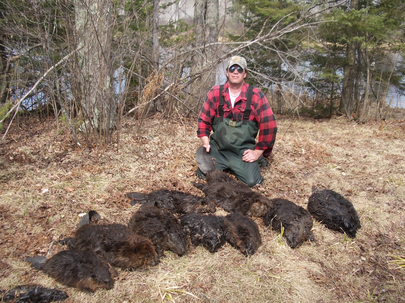 Wild Wisconsin: Spring Beaver Trapping the 9 Mile( restoration project