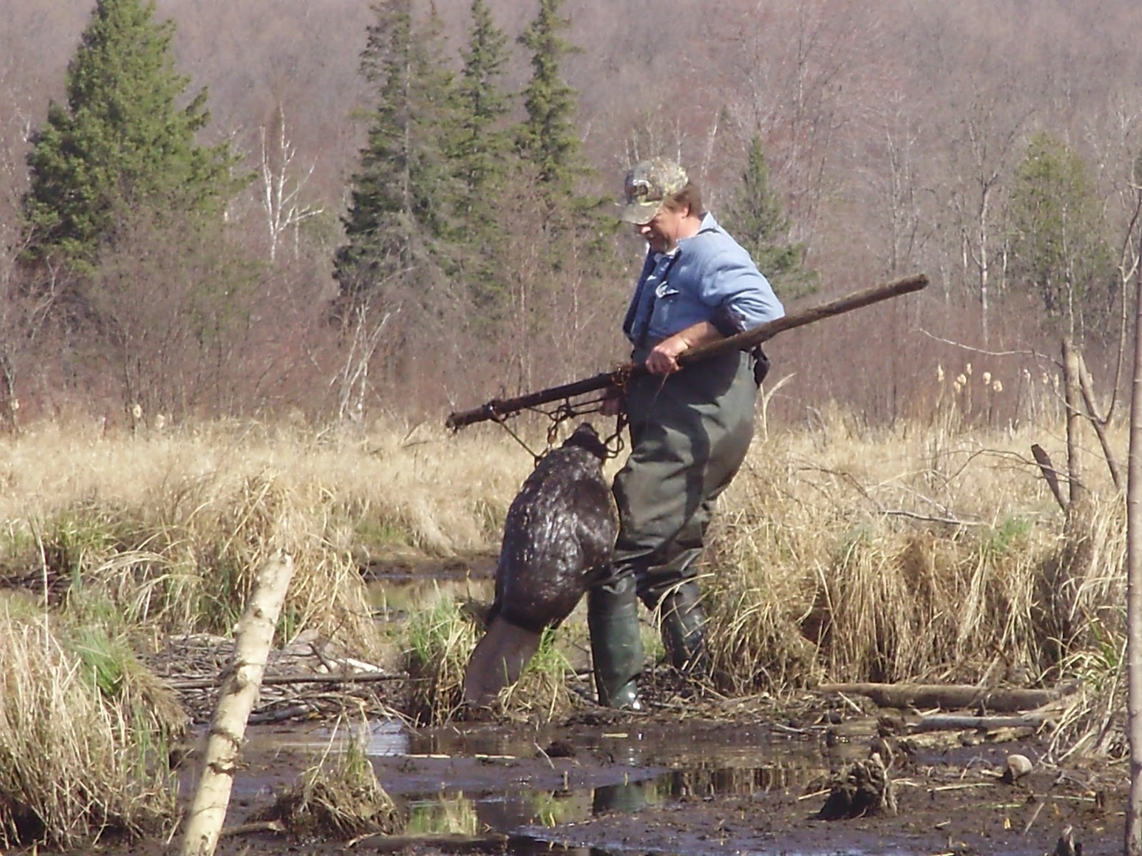 Wild Wisconsin Spring Beaver Trapping the 9 Mile( restoration project