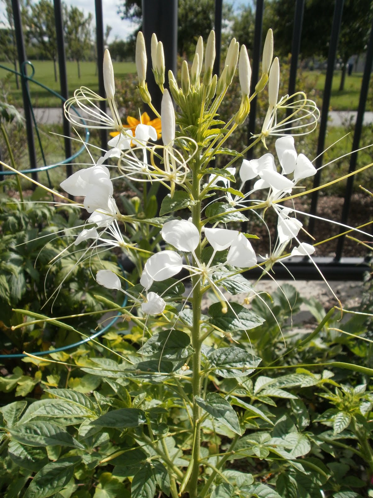 Lees Little Garden Cleome starting to get big