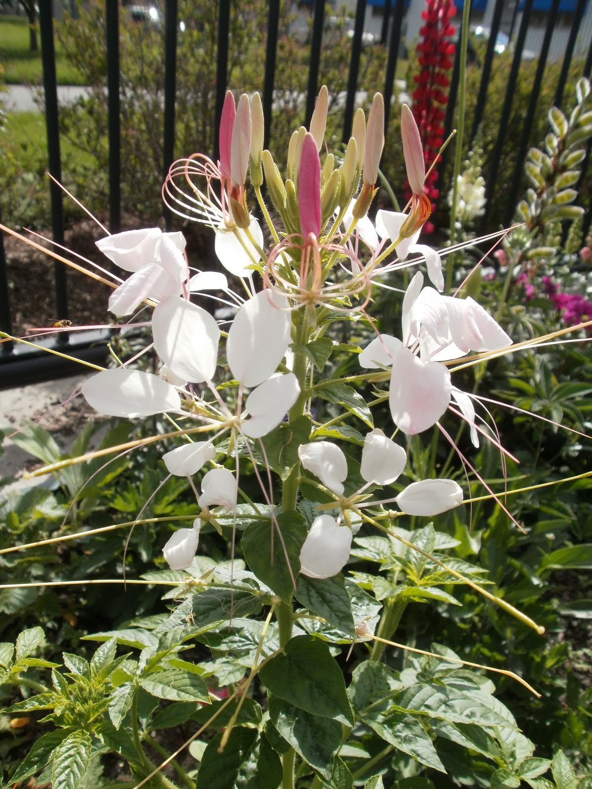 Lees Little Garden Cleome starting to get big