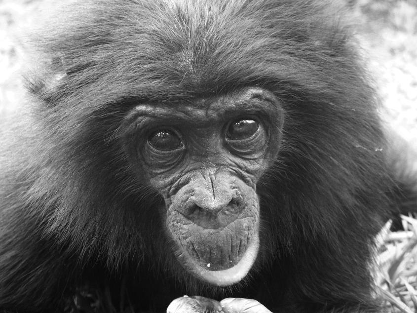 Bonobo Handshake Adopt a bonobo for xmas!