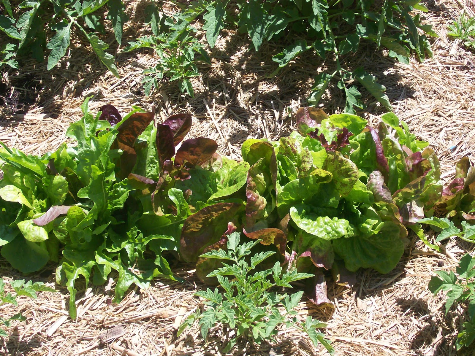 Sustainable Sisters Team Lettuce, Lizards and Ladybirds