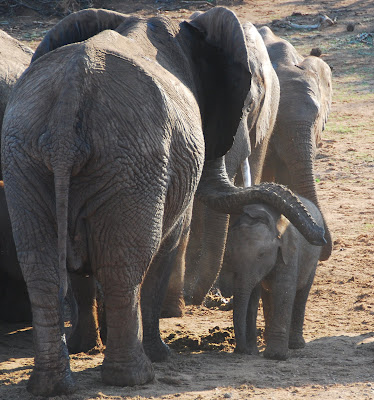 Addo Elephant National Park (parte 2)
