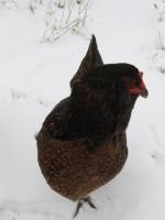 [kooretza+snow+small.jpg]