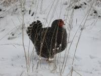 [rocky+snow+small.jpg]