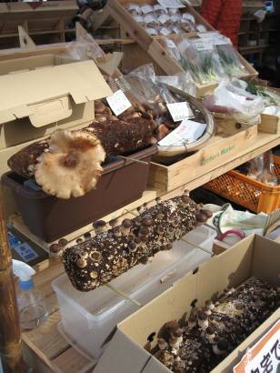 [mushroom+logs+small.jpg]