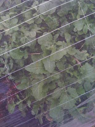 [arugula+regrowth+small.jpg]