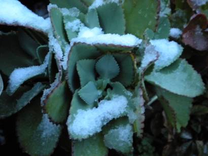 [snowy+cactus+small.jpg]