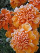 [frosty+marigolds+small.jpg]
