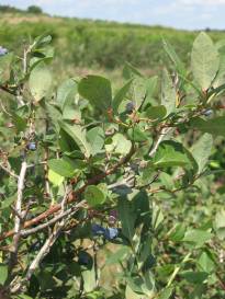 [blueberry+bush+small.jpg]