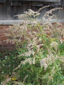 [goldenrod2+small.jpg]