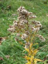 [goldenrod1+small.jpg]