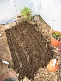 [newly+seeded+bed+small.jpg]