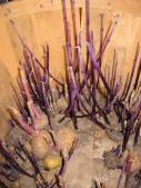 [bushel+of+sprouting+potatoes+small2.jpg]