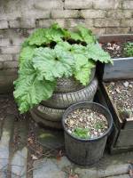 [rhubarb+in+tire+small.jpg]