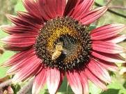 [bee+on+sunflower+small.jpg]