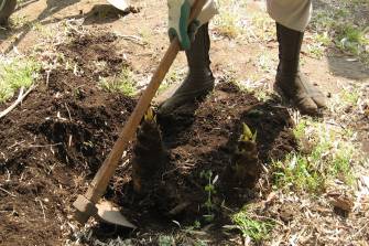 [bamboo+shoots+small]