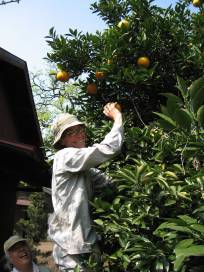 [joan+picking+oranges+small]