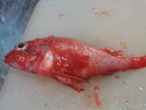 [red+fish+half-scaled+small]