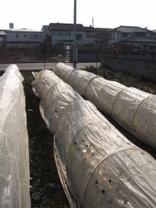 [poly+tunnels+winter+09.jpg]