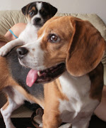 Perros de raza o no los amo a todos!!! Adoptar perros.