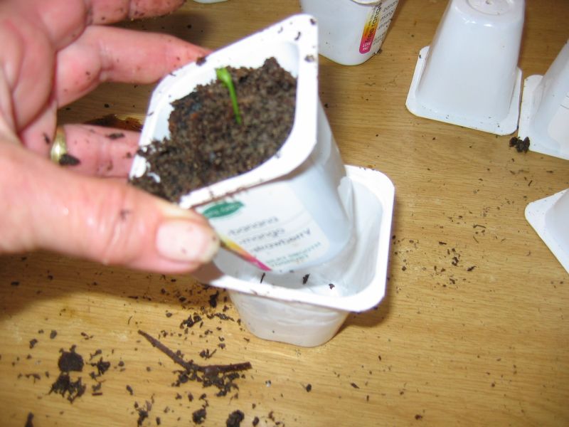 Eco Footprint South Africa Growing lemon trees from pips and recycling