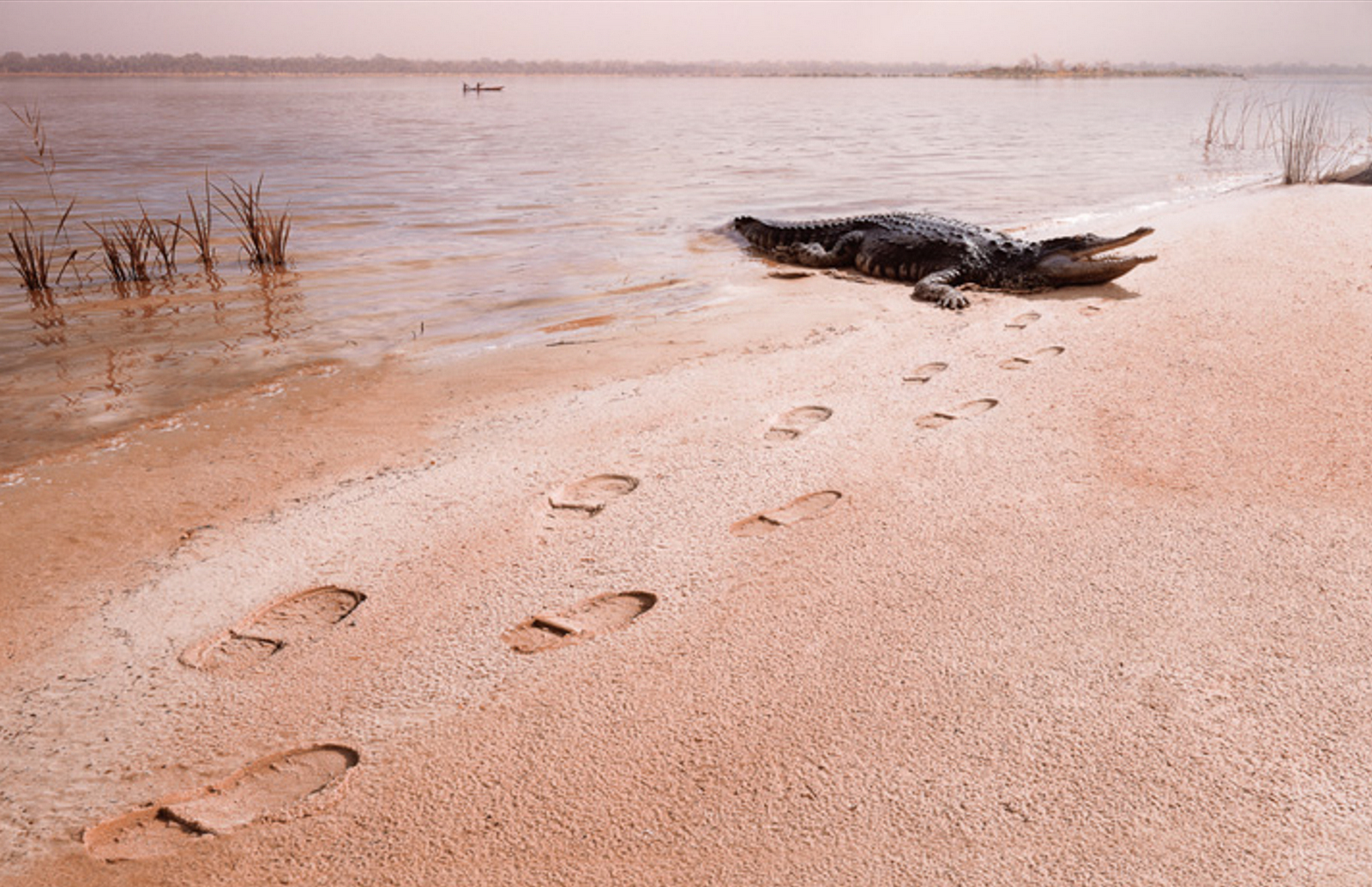 Остаются лишь следы. Следы крокодила на песке. След крокодила. Сытый крокодил. След крокодила фото.