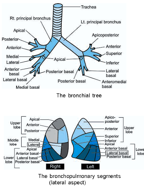 Physioteach: BRONCHOPULMONARY TREE AND SEGMENTS