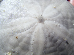 Sand Dollar mom found on the beach
