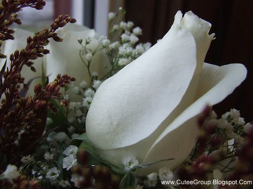 [White+Roses+(10).jpg]