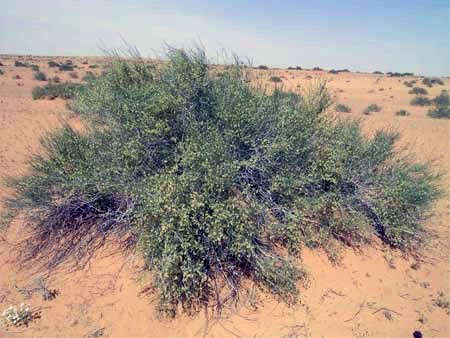 الشبكة العالمية لمعالجة اللاريس